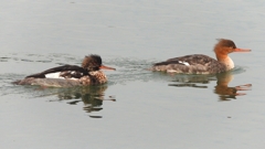 DSCN7260：ウミアイサ