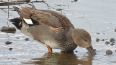 DSCN1777：オカヨシガモ（オス）