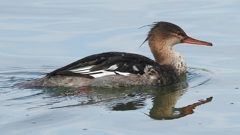 DSCN3208：ウミアイサ（オス）