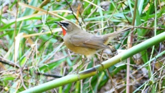 P2310403：ノゴマ（オス