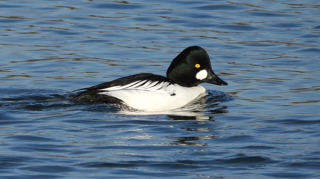 DSCN2673：ホオジロガモ（オス）