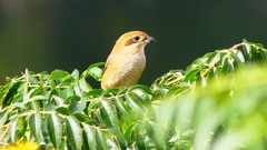 P2360930：モズ（メス）