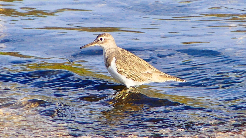 P2360743：イソシギ