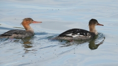 DSCN3203：ウミアイサ