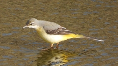 DSCN7501：キセキレイ