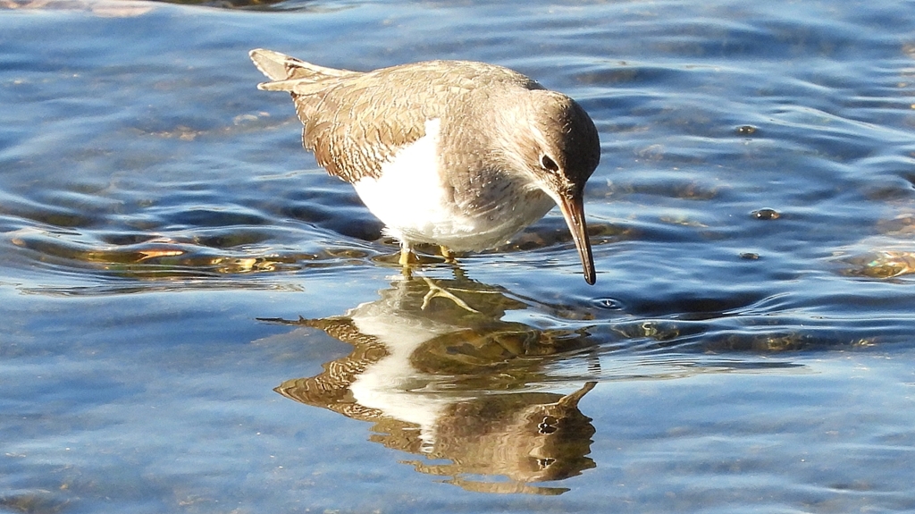 DSCN1203：イソシギ