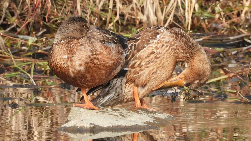 DSCN7421：ハシビロガモ（メス）