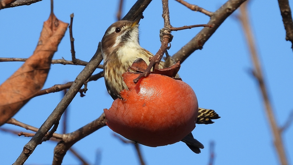 DSCN8659：コゲラ