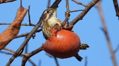 DSCN8659：コゲラ