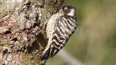 DSCN8678：コゲラ