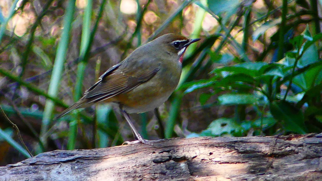 P2310692：ノゴマ（オス