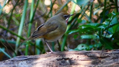 P2310692：ノゴマ（オス