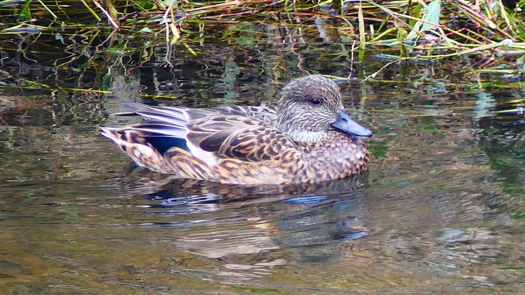 P2400126：ヨシガモ（メス）