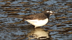 DSCN3703：セグロセキレイ