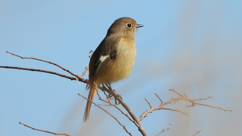 DSCN6782：ジョウビタキ（メス）