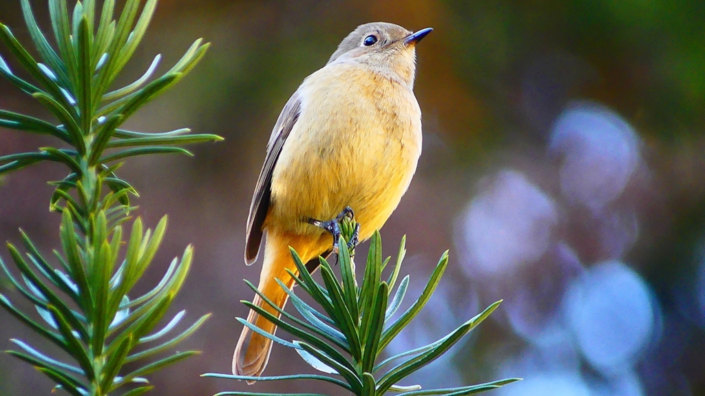 P2400377：ジョウビタキ（メス）