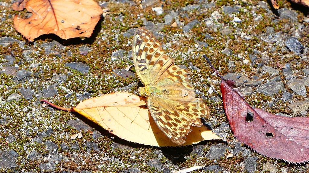 P2260427：ミドリヒョウモン