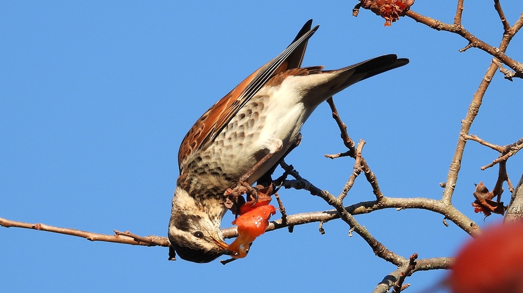 DSCN4688：ツグミ