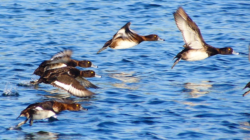 P2380176：飛ぶキンクロハジロ