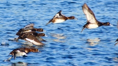 P2380176：飛ぶキンクロハジロ