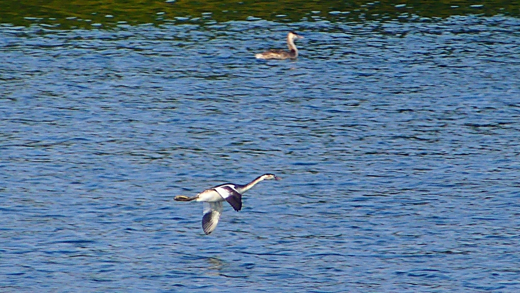 P2350843：飛ぶカンムリカイツブリ