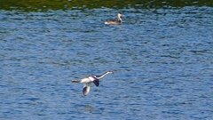 P2350843：飛ぶカンムリカイツブリ