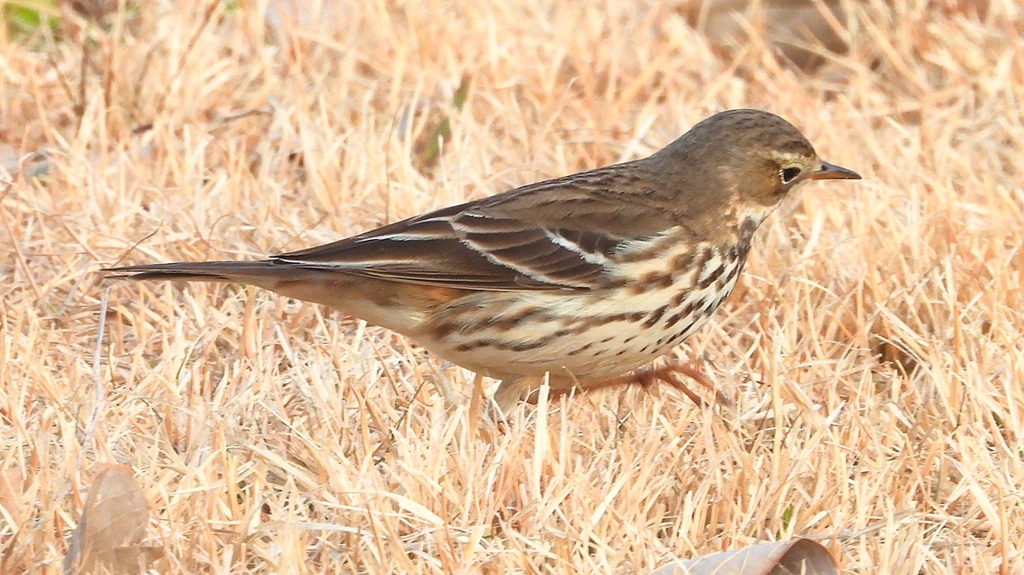 DSCN7599：タヒバリ