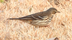 DSCN7599：タヒバリ