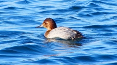 P2380582：ホシハジロ（メス）