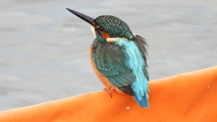 DSCN0592：カワセミ（オス）