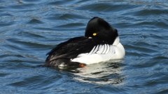 DSCN5546：ホオジロガモ（オス）