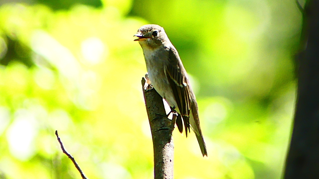 P2300054：コサメビタキ