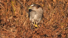 DSCN5511：ハイタカ