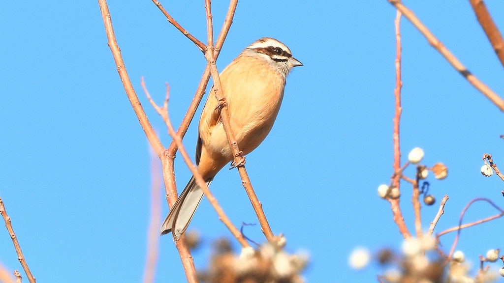 DSCN6509：ホオジロ