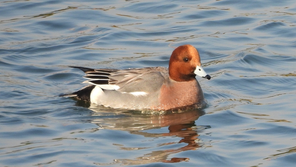 DSCN3821：ヒドリガモ（オス）