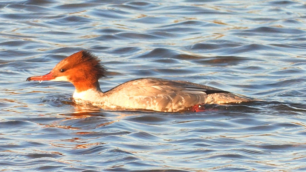 DSCN6376：カワアイサ