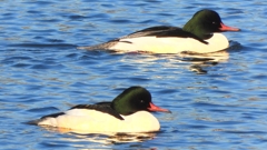 DSCN6361：カワアイサ