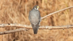 DSCN1481：ハヤブサ