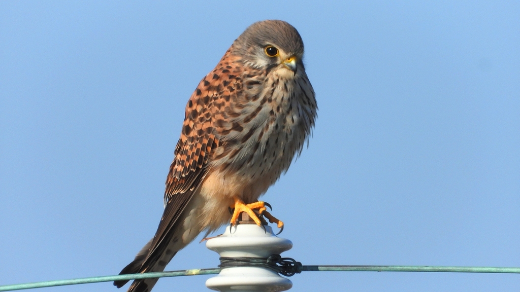 DSCN6567：チョウゲンボウ