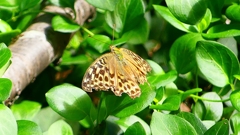 P2260445：ミドリヒョウモン