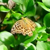 P2260445：ミドリヒョウモン
