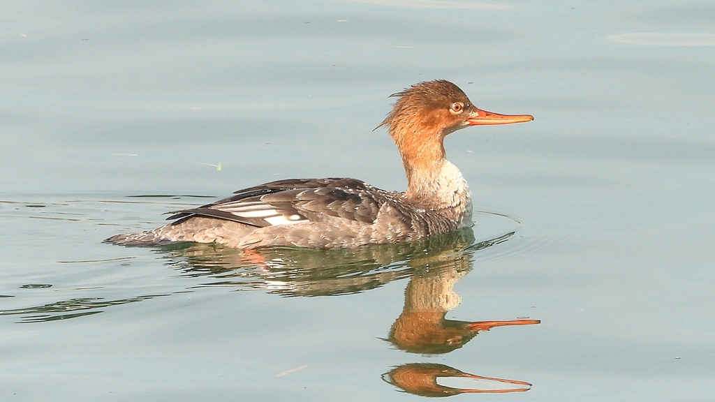 DSCN4614：ウミアイサ