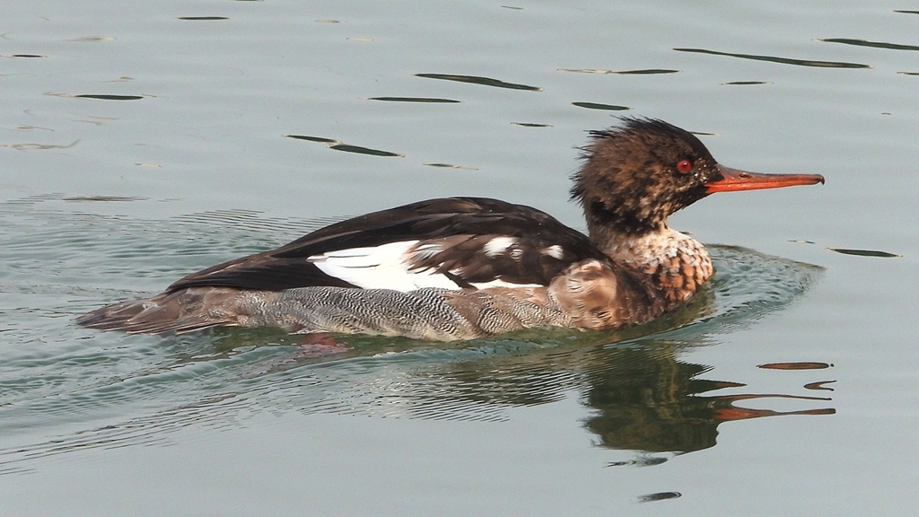 DSCN7295：ウミアイサ