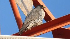 DSCN3797：ハヤブサ