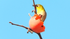 DSCN6009：メジロ