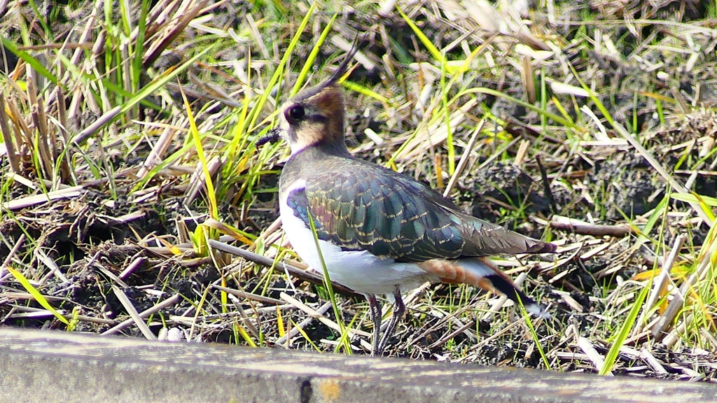 P2340629：タゲリ