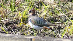 P2340629：タゲリ