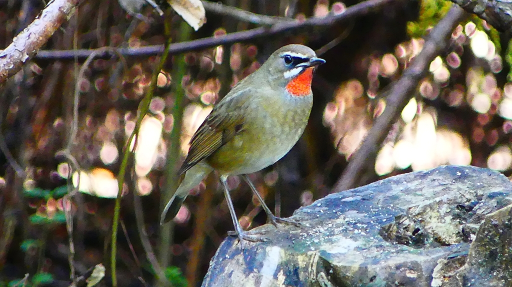 P2310107：ノゴマ（オス