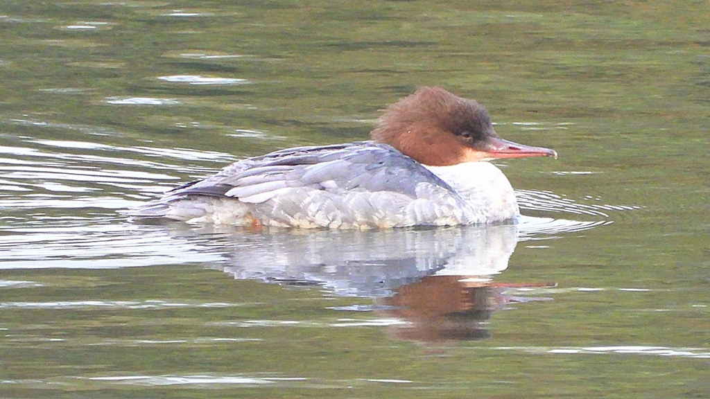 DSCN3522：カワアイサ（メス）