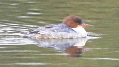 DSCN3522：カワアイサ（メス）